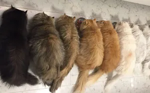 “12 Cats Lady” Is Exploding Instagram With Her Twelve Persians
