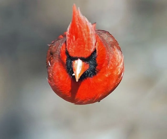 Cardinalis Cardinalis - Small Is Beautiful