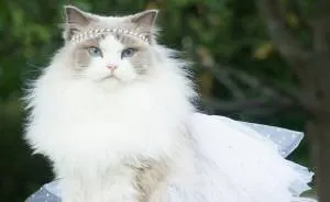 Meet Aurora, The Fluffy Cat Princess