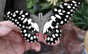 When She's Not In The Skies She's Raising Butterflies :)