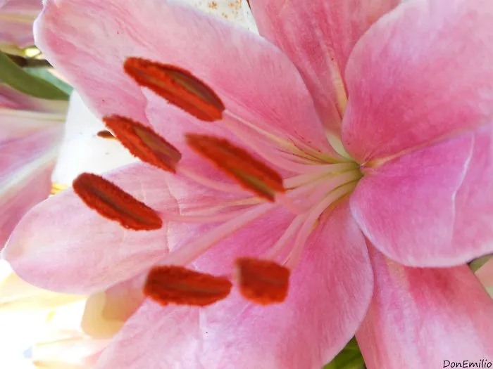 To Take One Picture I Can See Hundreds Of Flowers.