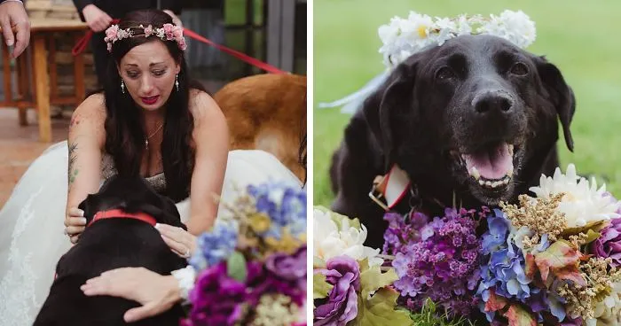 15-Year-Old Dying Dog Lives To See Owner Get Married