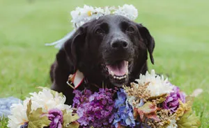 15-Year-Old Dying Dog Lives To See Owner Get Married