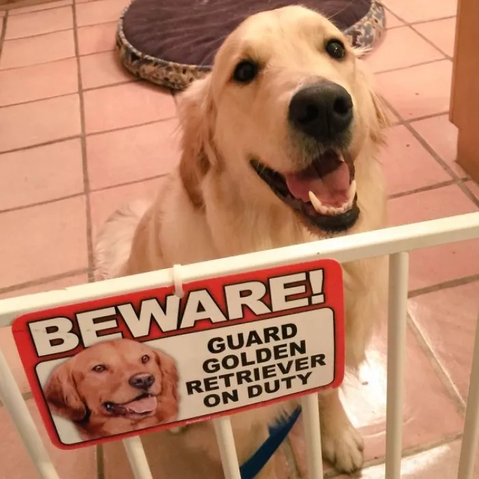 47 Dangerous Dogs Behind Beware Of Dog" Signs"