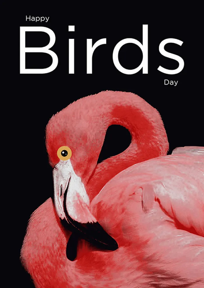 I Created Animal Pun Greeting Cards