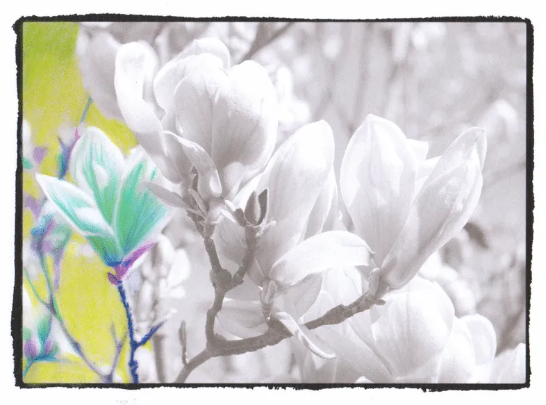 5+ Animated Gifs Of The Grayscale Coloring Process