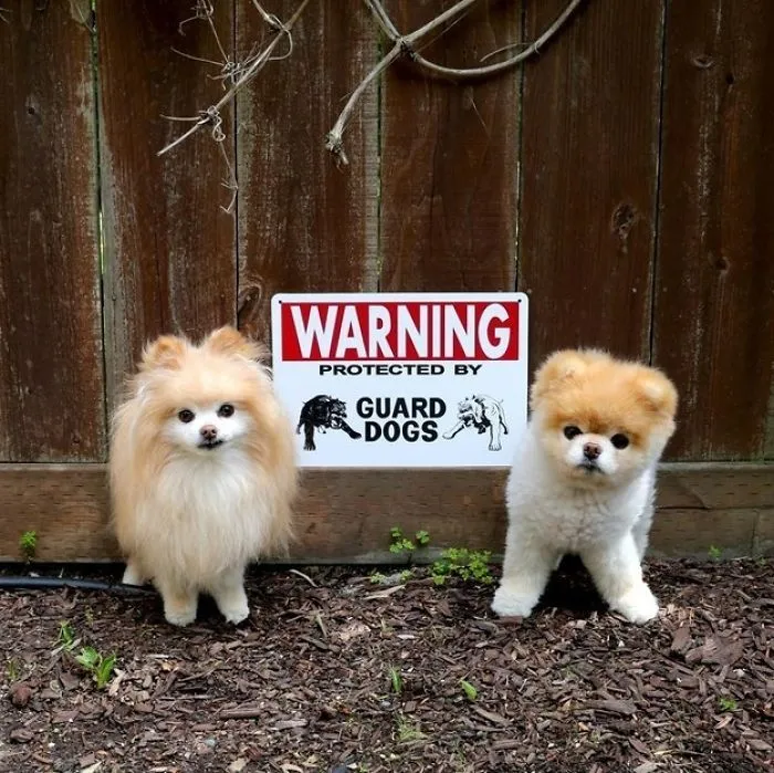 47 Dangerous Dogs Behind Beware Of Dog" Signs"