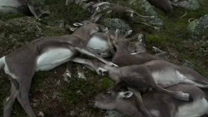 323 Dear Zapped In Norway
