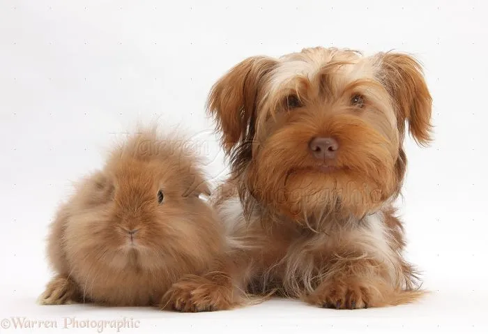 Animals