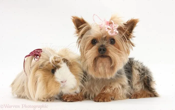 Animals