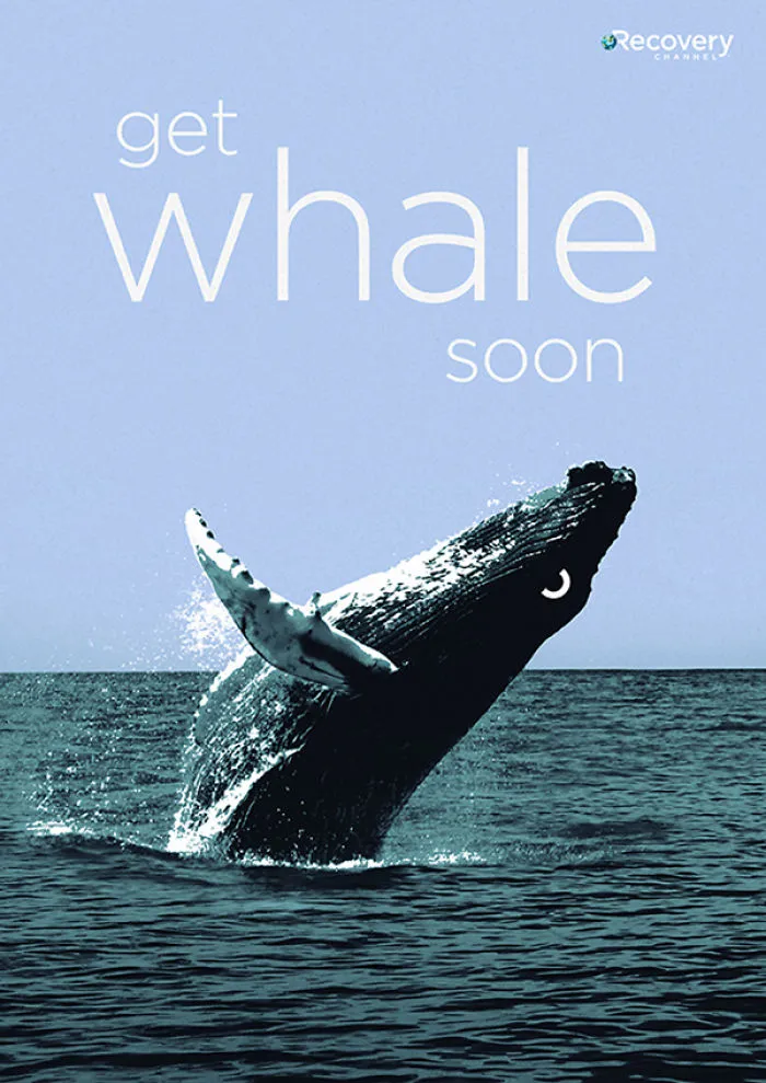 I Created Animal Pun Greeting Cards