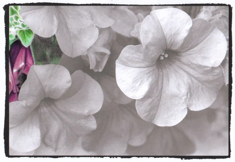 5+ Animated Gifs Of The Grayscale Coloring Process