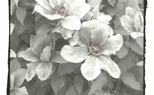 5+ Animated Gifs Of The Grayscale Coloring Process