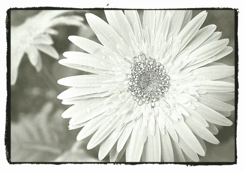 5+ Animated Gifs Of The Grayscale Coloring Process