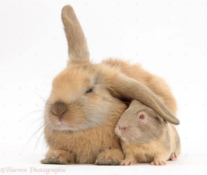 Animals