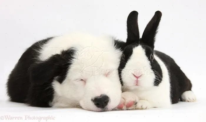 Animals