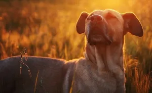 I Shot Detailed Macro Pictures Of My Lovely Dog