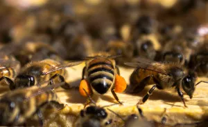 I Spent A Day With 60,000 Bees And I Loved It