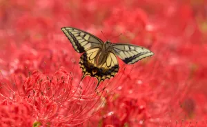 Welcome To The Red World Of Spider Lilies