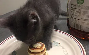 Girlfriend Was Worried To Leave Her Cat With Her Boyfriend, But The Guy Made Him The Tiniest Pancakes Ever