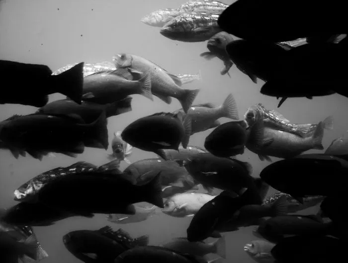Capturing Light Through Black & White Photography - Real Artists, Real Stories: Amy Hambrecht