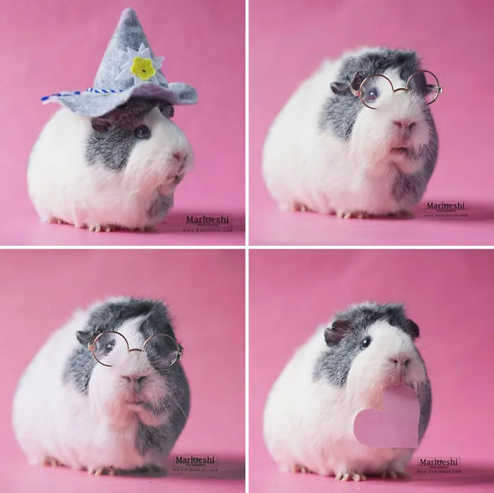Meet Mieps, My Ridiculously Photogenic Guinea Pig