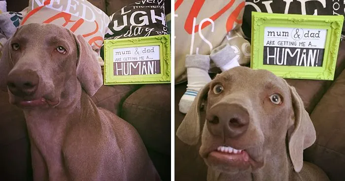 "My Dog is Thrilled About the New Arrival"
