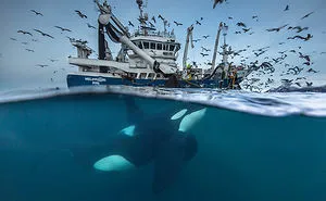 Wildlife Photographer Of The Year 2016 Finalists