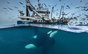 Wildlife Photographer Of The Year 2016 Finalists