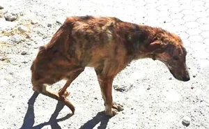 Woman On Holiday Finds A Dog With Broken Spine, Takes Him Home From Greece To Holland