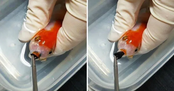 Woman Spends $500 to Save Her Choking Goldfish's Life
