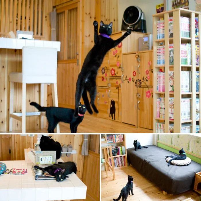 Sip Your Coffee Surrounded By Only Black Cats, Nekobiyaka, Himeji, Japan