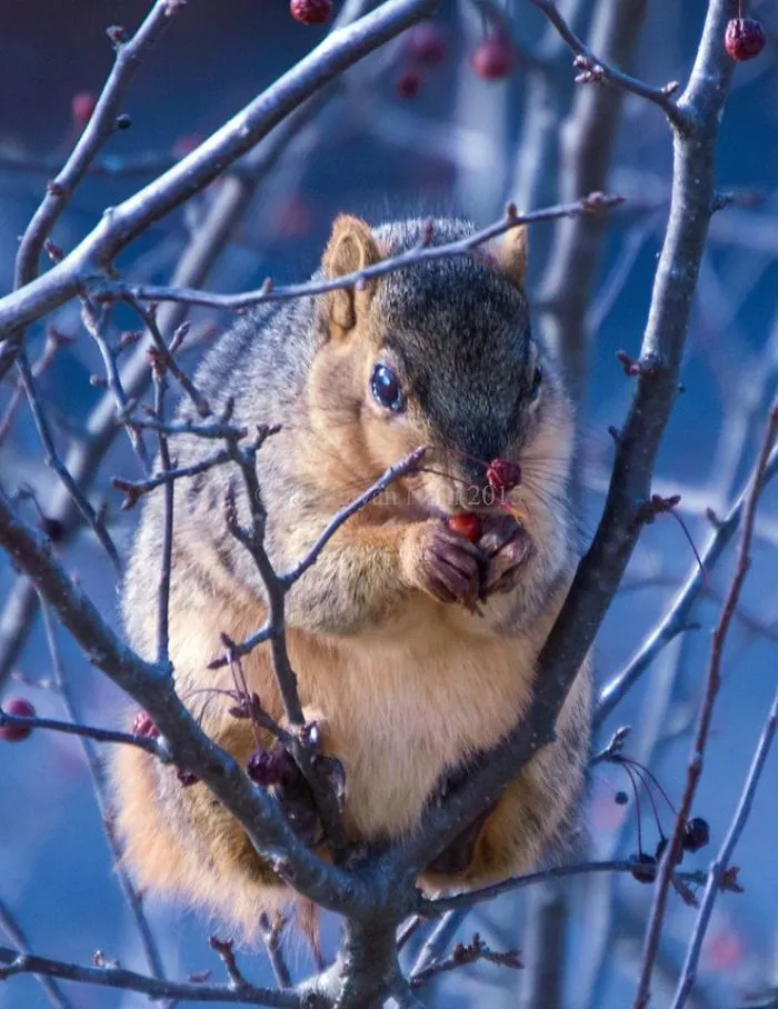 The Story Of A Squirrel Which Lived In My Attic