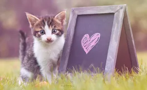 A Few Cute Animal Photos To Brighten Up Your Day