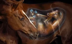 Babybelly Painting For My Horse