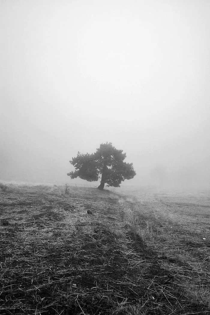 Alone In The Fog