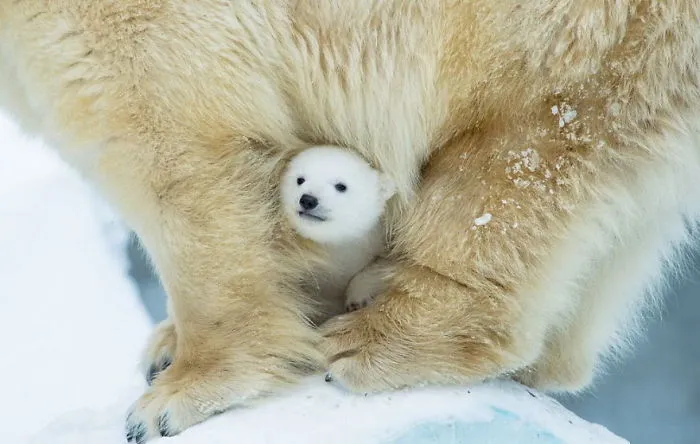 56 Un-Bear-Ably Cute Momma Bears Teaching Their Teddy Bears How To Bear