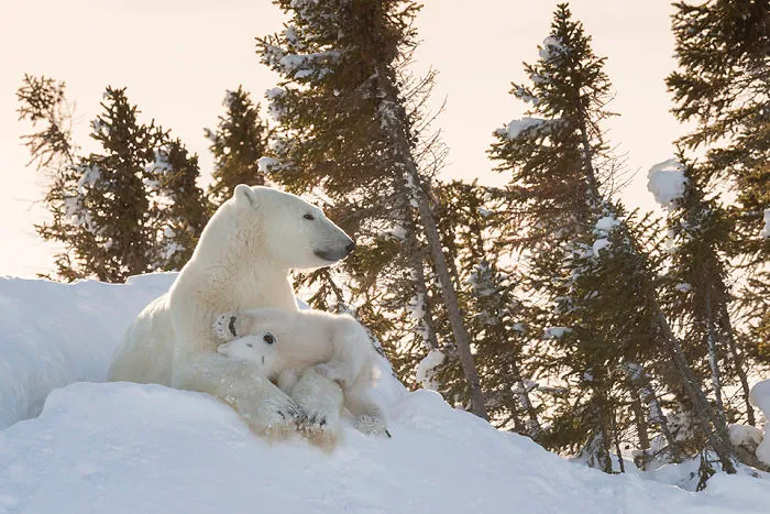 56 Un-Bear-Ably Cute Momma Bears Teaching Their Teddy Bears How To Bear