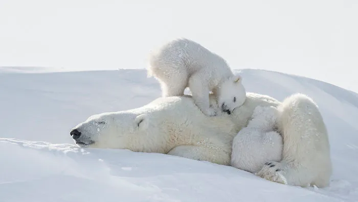 56 Un-Bear-Ably Cute Momma Bears Teaching Their Teddy Bears How To Bear