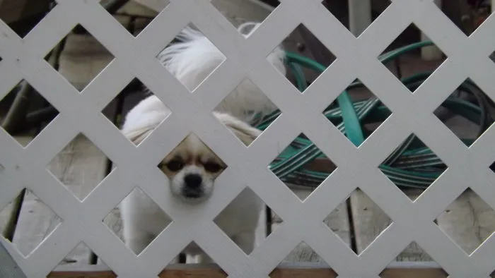 47 Dangerous Dogs Behind Beware Of Dog" Signs"