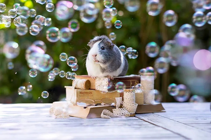 Meet Mieps, My Ridiculously Photogenic Guinea Pig