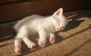 My Cats