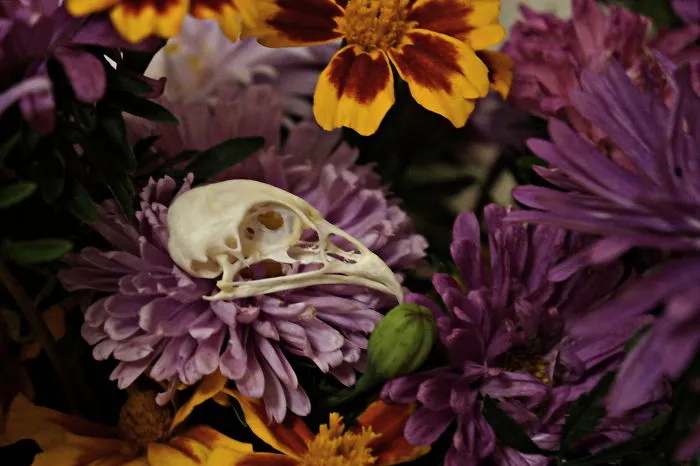 I Broke My Own Rules And Photographed A Bit Of Nature Part Ii