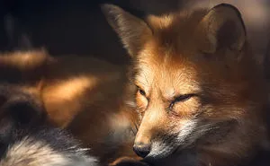Can You See The Life Behind The Form?    
i Take Animal Portraits To Show Life Is The Same Behind All Form