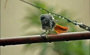 Redstart