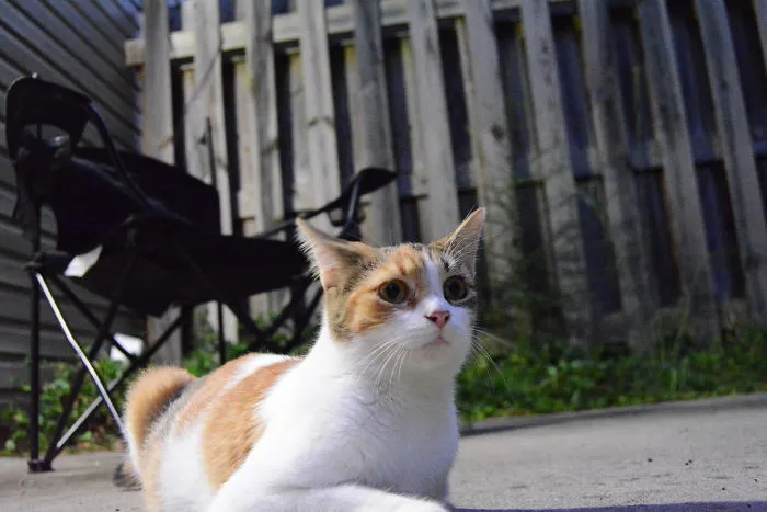 A Cat With, "Thumbs" Came To Our House Last Month. She Seems To Be Enjoying Herself Now, She's Pregnant. I Hope The Kittens Have Thumbs.