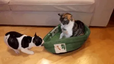 119 Asshole Cats Who Stole Dog Beds And Didn't Give A Damn About The Pawlice