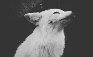 I Take Black & White Photos Of Rescued Wildlife And Nature To Bring Out Their Darker Beauty