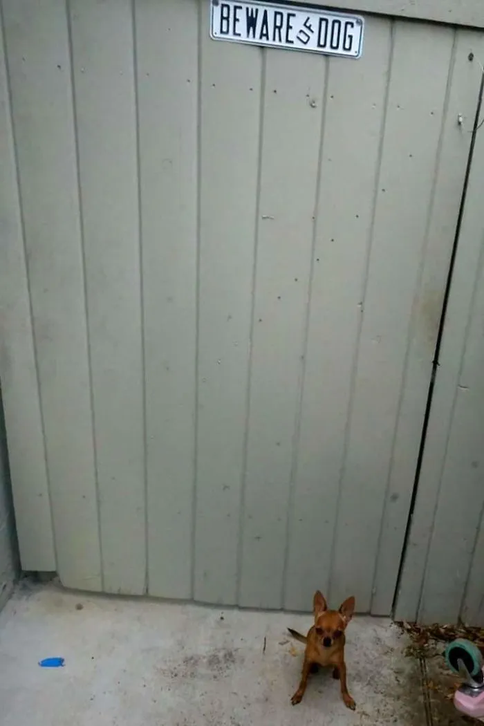 47 Dangerous Dogs Behind Beware Of Dog" Signs"