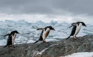 How Antarctic Penguins Adapt To Climate Change: Unhappy Feet